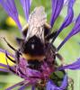 Bombus soroeensis